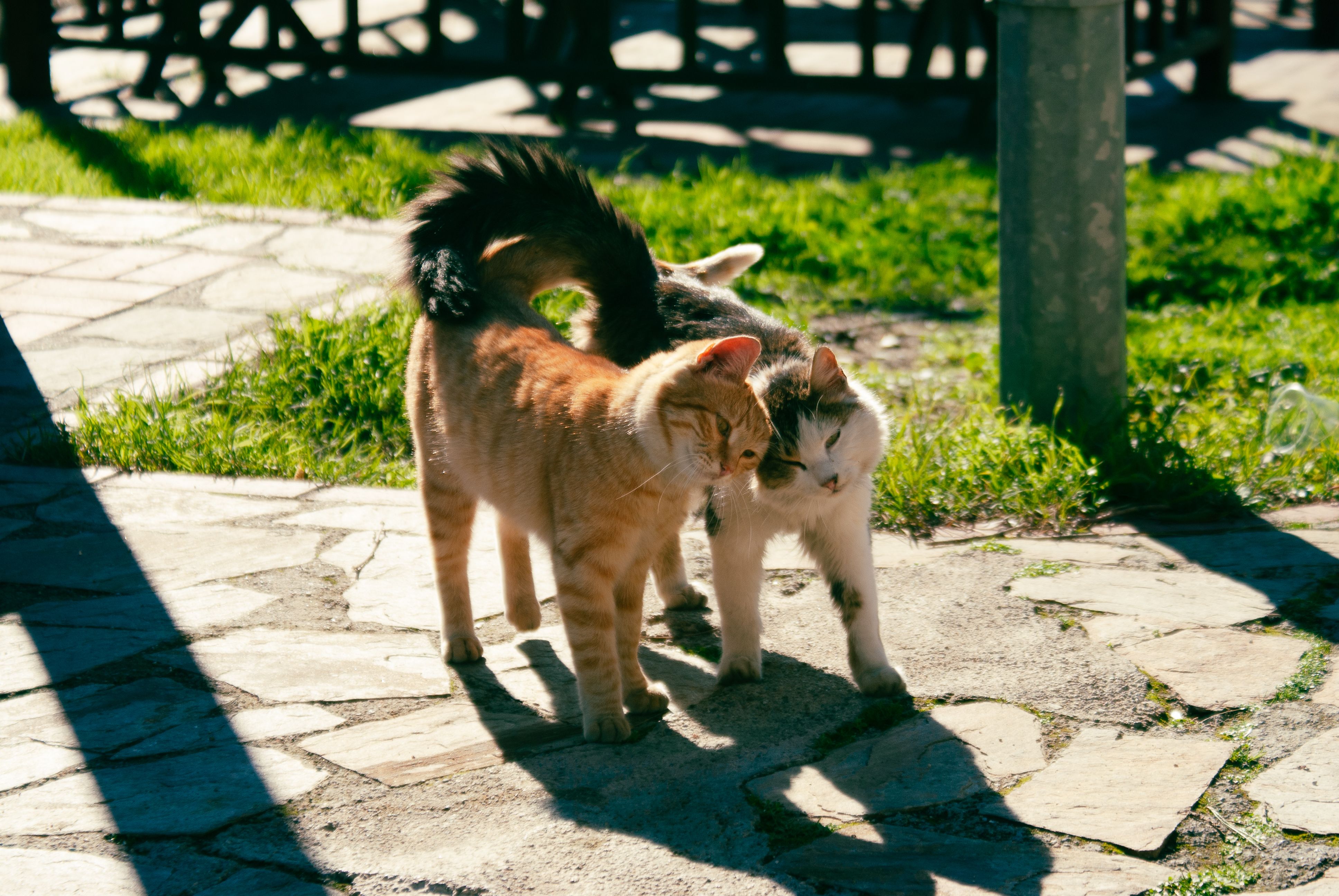 Imagen de archivo de unos gatos al sol Imagen de archivo de unos gatos al sol