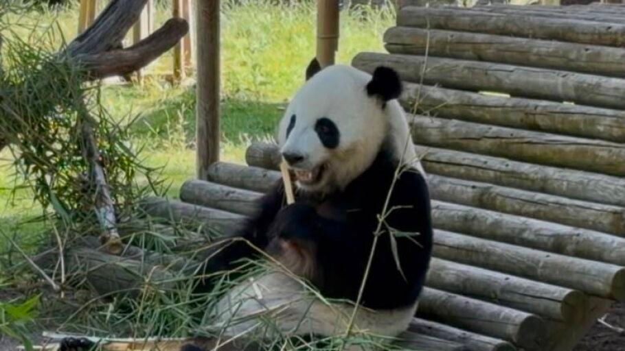Oso Panda