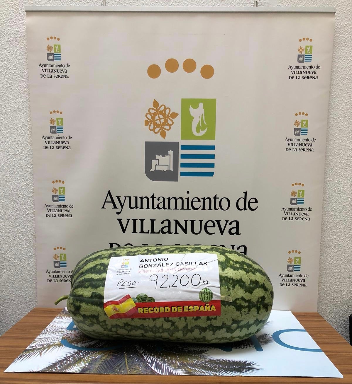 Villanueva de la Serena aspira al récord nacional con sandías de casi 100 kilos Villanueva de la Serena aspira al récord nacional con sandías de casi 100 kilos