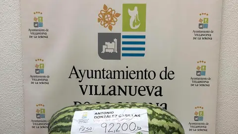Villanueva de la Serena aspira al récord nacional con sandías de casi 100 kilos Villanueva de la Serena aspira al récord nacional con sandías de casi 100 kilos
