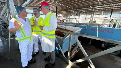 La campaña del tomate en Extremadura discurre con normalidad con un producto de calidad y sin incidentes en transporte La campaña del tomate en Extremadura discurre con normalidad con un producto de calidad y sin incidentes en transporte