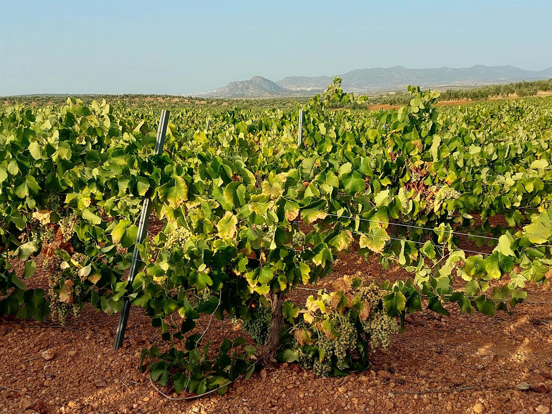 La Clygal y Apag suscriben un acuerdo con otras cinco entidades para defender un "precio justo" por la cosecha de cava La Clygal y Apag suscriben un acuerdo con otras cinco entidades para defender un "precio justo" por la cosecha de cava