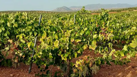 La Clygal y Apag suscriben un acuerdo con otras cinco entidades para defender un "precio justo" por la cosecha de cava La Clygal y Apag suscriben un acuerdo con otras cinco entidades para defender un "precio justo" por la cosecha de cava