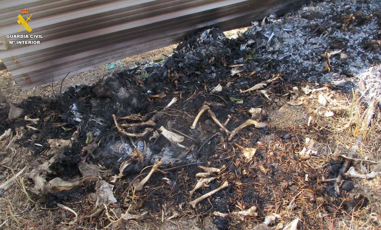 Resto animales encontrados en la explotación de El Tiemblo, Ávila Resto animales encontrados en la explotación de El Tiemblo, Ávila