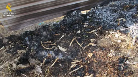Resto animales encontrados en la explotación de El Tiemblo, Ávila Resto animales encontrados en la explotación de El Tiemblo, Ávila