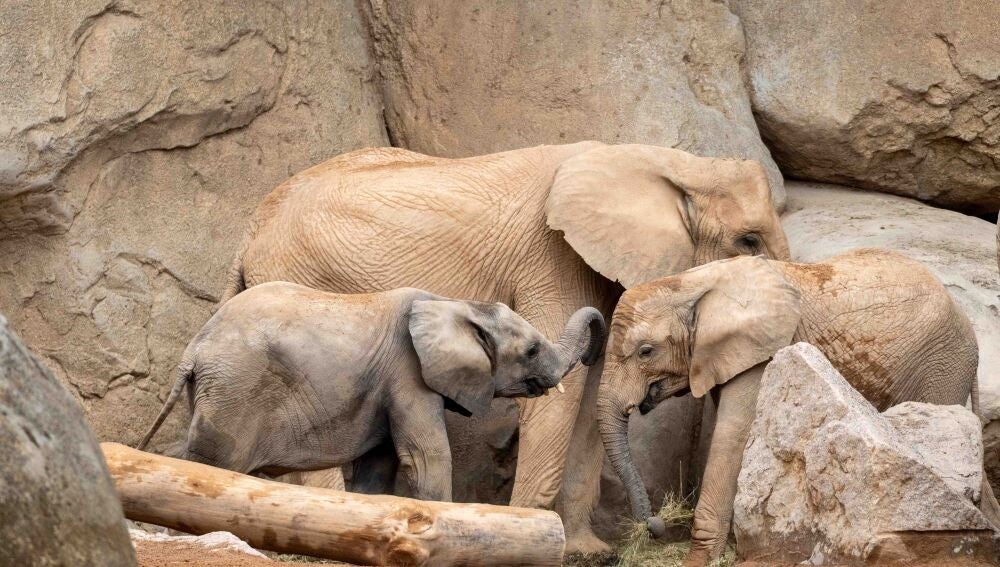 Los elefantes de BIOPARC Valencia