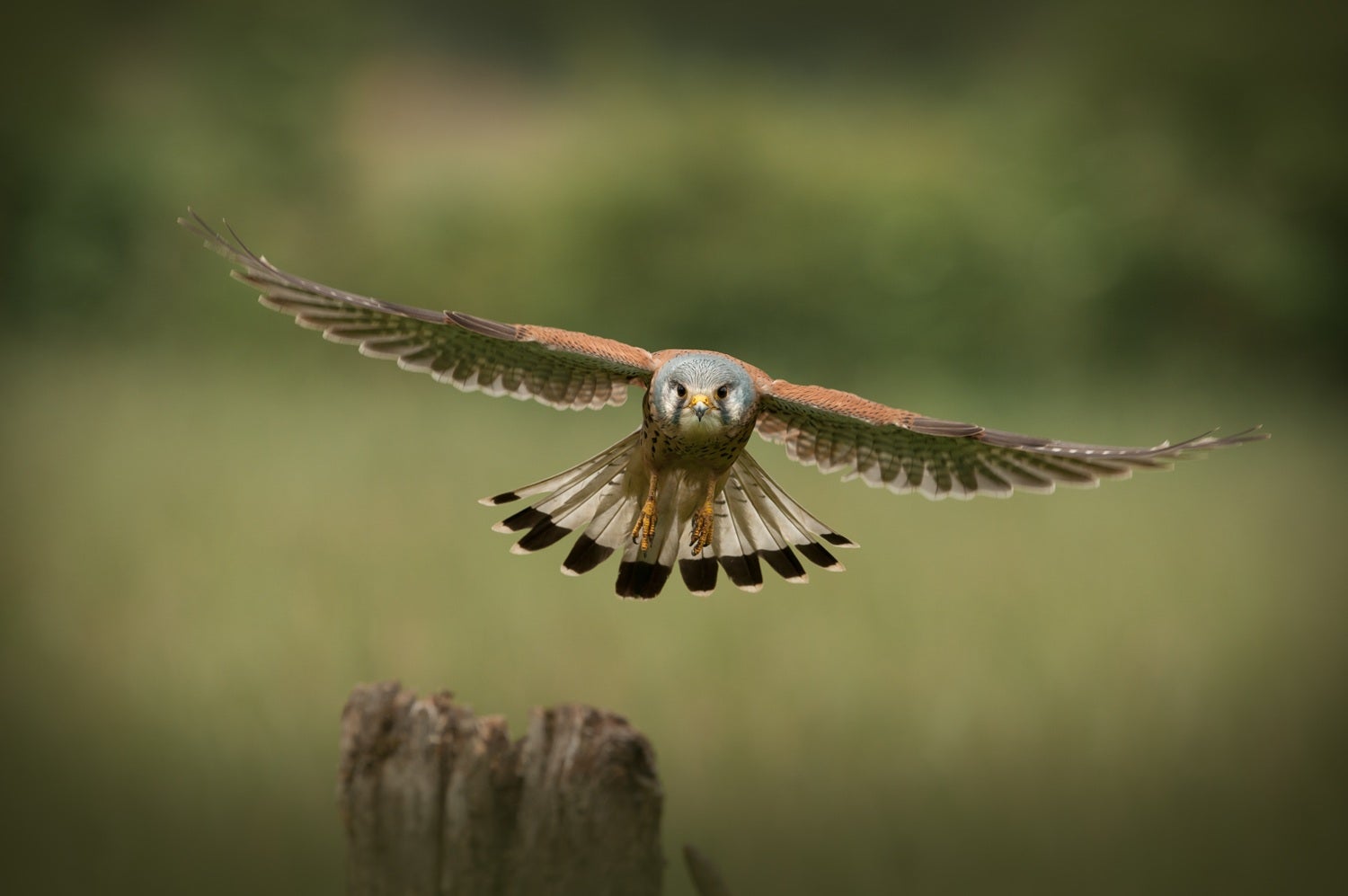SEO/BirdLife alerta del impacto ambiental del incendio de la Vall d’Uixó en la Serra d’Espadà SEO/BirdLife alerta del impacto ambiental del incendio de la Vall d’Uixó en la Serra d’Espadà