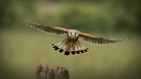 SEO/BirdLife alerta del impacto ambiental del incendio de la Vall d’Uixó en la Serra d’Espadà SEO/BirdLife alerta del impacto ambiental del incendio de la Vall d’Uixó en la Serra d’Espadà