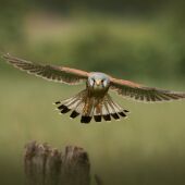 SEO/BirdLife alerta del impacto ambiental del incendio de la Vall d’Uixó en la Serra d’Espadà