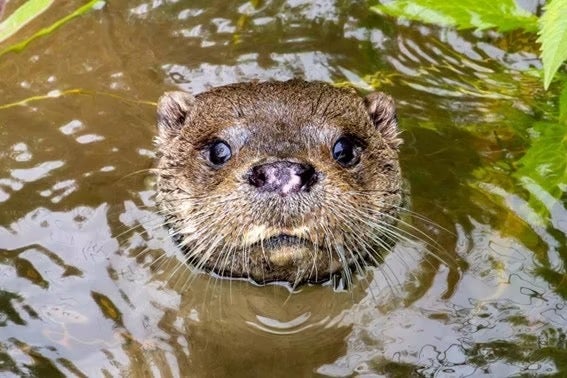 El Parque Natural de El Hondo en Elche recupera a la nutria europea El Parque Natural de El Hondo en Elche recupera a la nutria europea