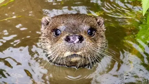 Recurso de nutria. Recurso de nutria.