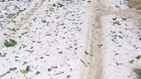 Un fuerte granizo daña el 80% de las cosechas de nogal en Nerpio Un fuerte granizo daña el 80% de las cosechas de nogal en Nerpio
