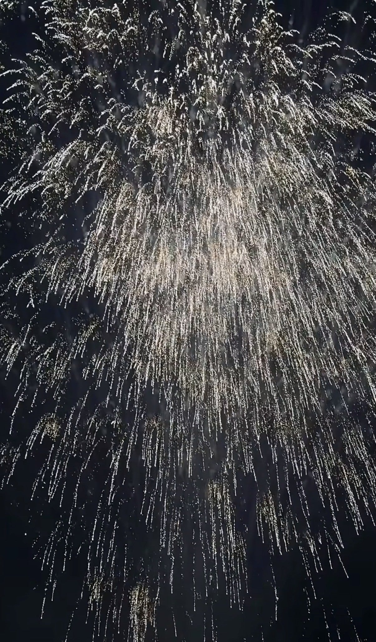 Elche vibra con una espectacular palmera de la Virgen durante la Nit de l’Albà Elche vibra con una espectacular palmera de la Virgen durante la Nit de l’Albà