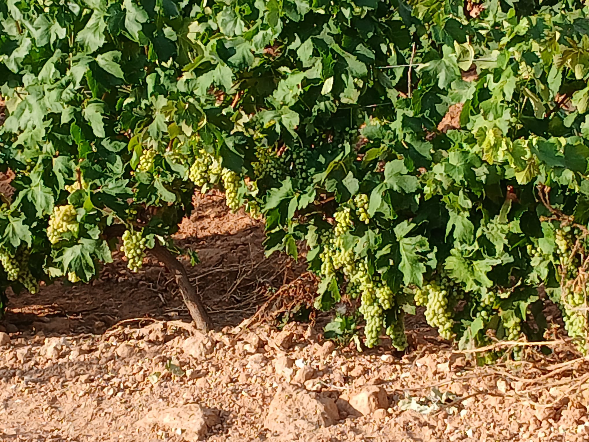 Los productores de uva para el cava la cobrarán por debajo del coste de producción Los productores de uva para el cava la cobrarán por debajo del coste de producción