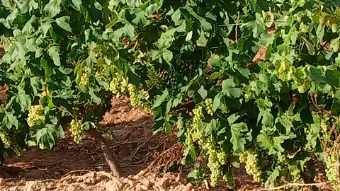 Las vides de uva blanca destinadas a la producción de cava Las vides de uva blanca destinadas a la producción de cava