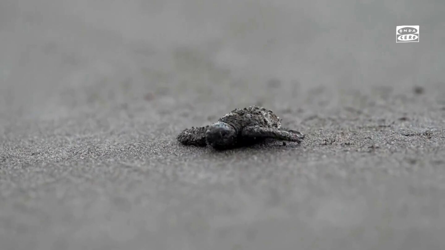 El tierno v&iacute;deo de unas tortugas volviendo a una aldea paname&ntilde;a despu&eacute;s de d&eacute;cadas