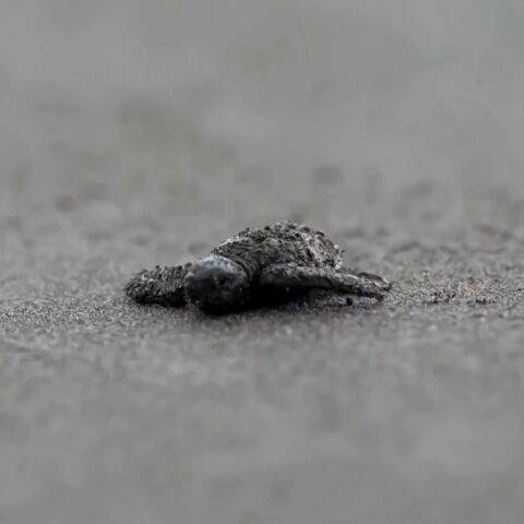 El tierno vídeo de unas tortugas volviendo a una aldea panameña después de décadas