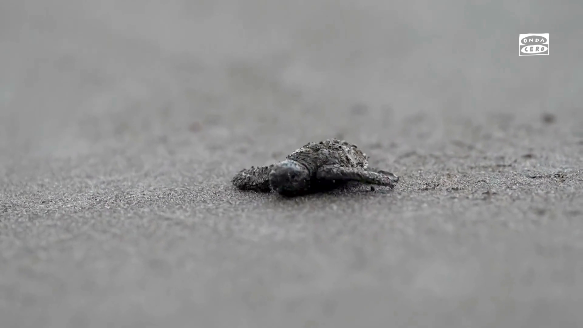 El tierno vídeo de unas tortugas volviendo a una aldea panameña después de décadas El tierno vídeo de unas tortugas volviendo a una aldea panameña después de décadas