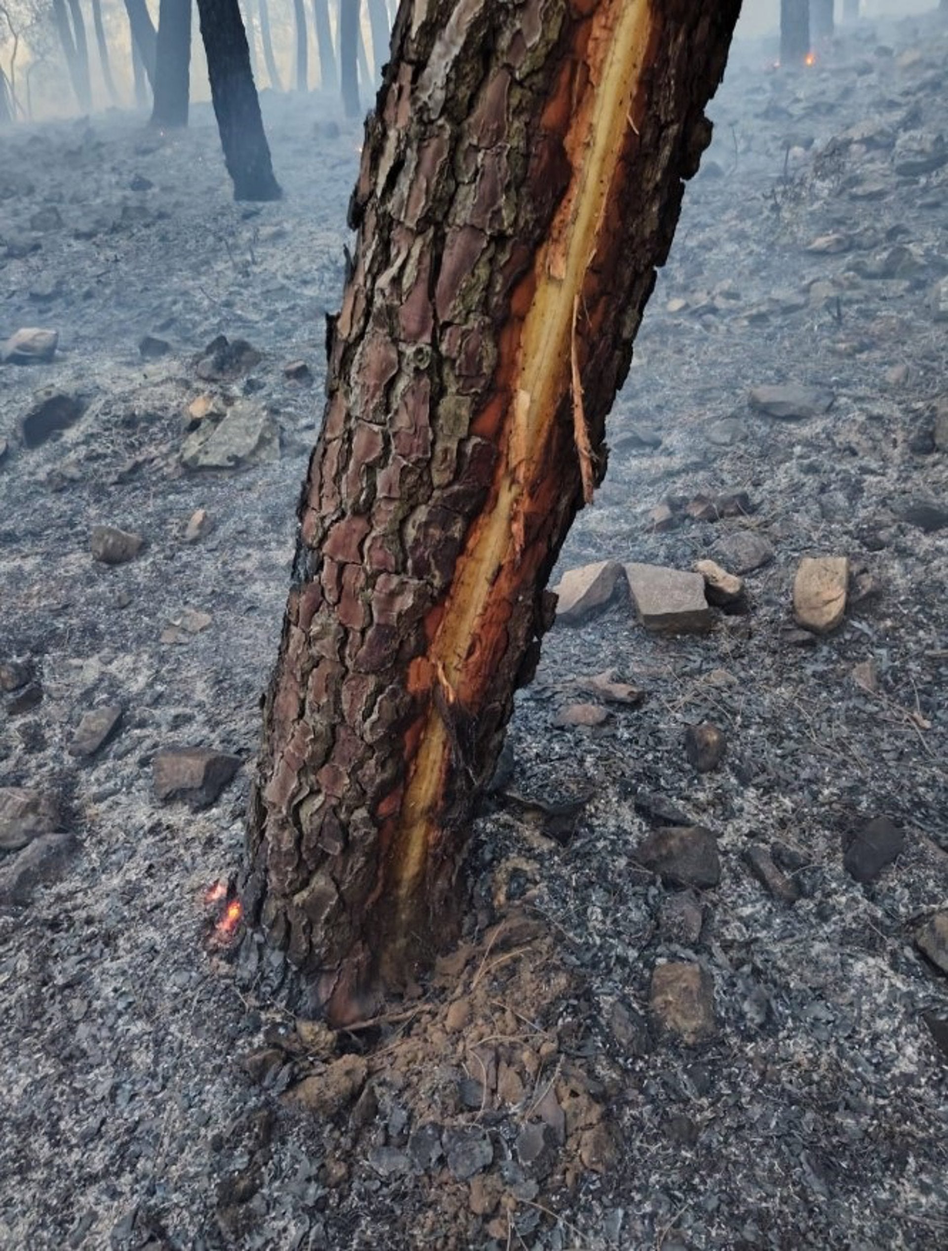 El Infoex actuaba este sábado en seis incendios forestales asociados a tormentas El Infoex actuaba este sábado en seis incendios forestales asociados a tormentas