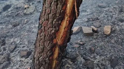 El Infoex actuaba este sábado en seis incendios forestales asociados a tormentas El Infoex actuaba este sábado en seis incendios forestales asociados a tormentas