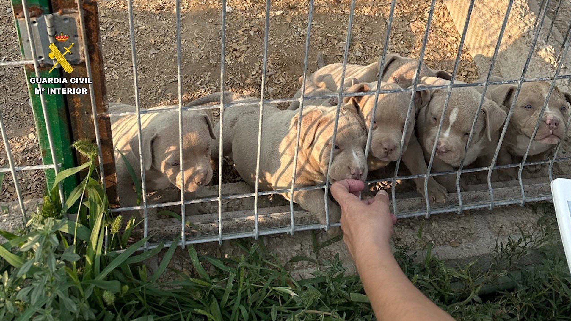 Detienen a 14 personas por comercializar perros con amputaciones ilegales de orejas y rabo Detienen a 14 personas por comercializar perros con amputaciones ilegales de orejas y rabo
