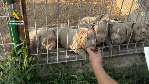 Detienen a 14 personas por comercializar perros con amputaciones ilegales de orejas y rabo Detienen a 14 personas por comercializar perros con amputaciones ilegales de orejas y rabo