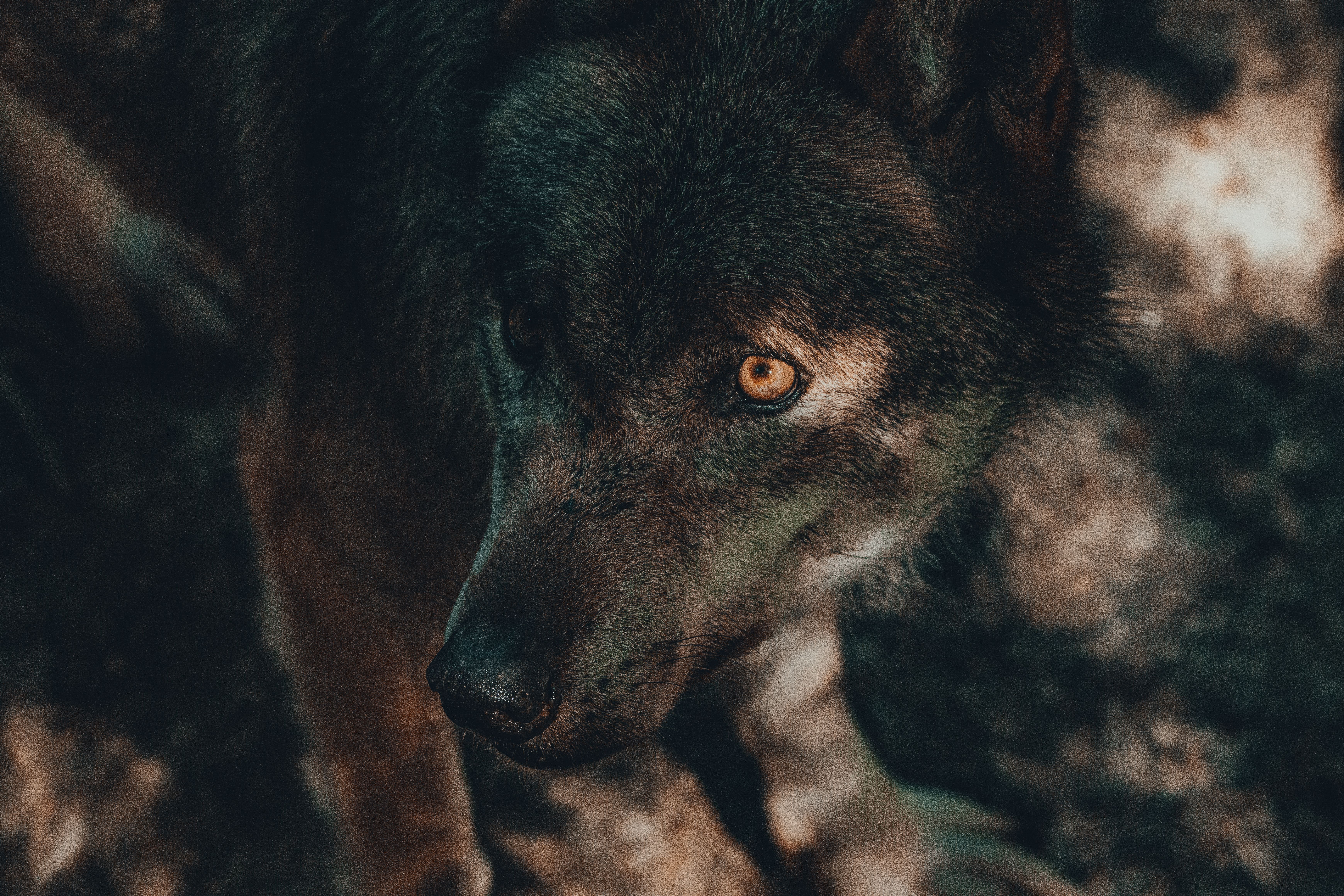 Muere Marcos Rodríguez Pantoja, el "niño lobo de Sierra Morena" que se crio aislado en el mundo salvaje durante 11 años Muere Marcos Rodríguez Pantoja, el "niño lobo de Sierra Morena" que se crio aislado en el mundo salvaje durante 11 años