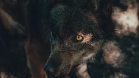 Muere Marcos Rodríguez Pantoja, el "niño lobo de Sierra Morena" que se crio aislado en el mundo salvaje durante 11 años Muere Marcos Rodríguez Pantoja, el "niño lobo de Sierra Morena" que se crio aislado en el mundo salvaje durante 11 años
