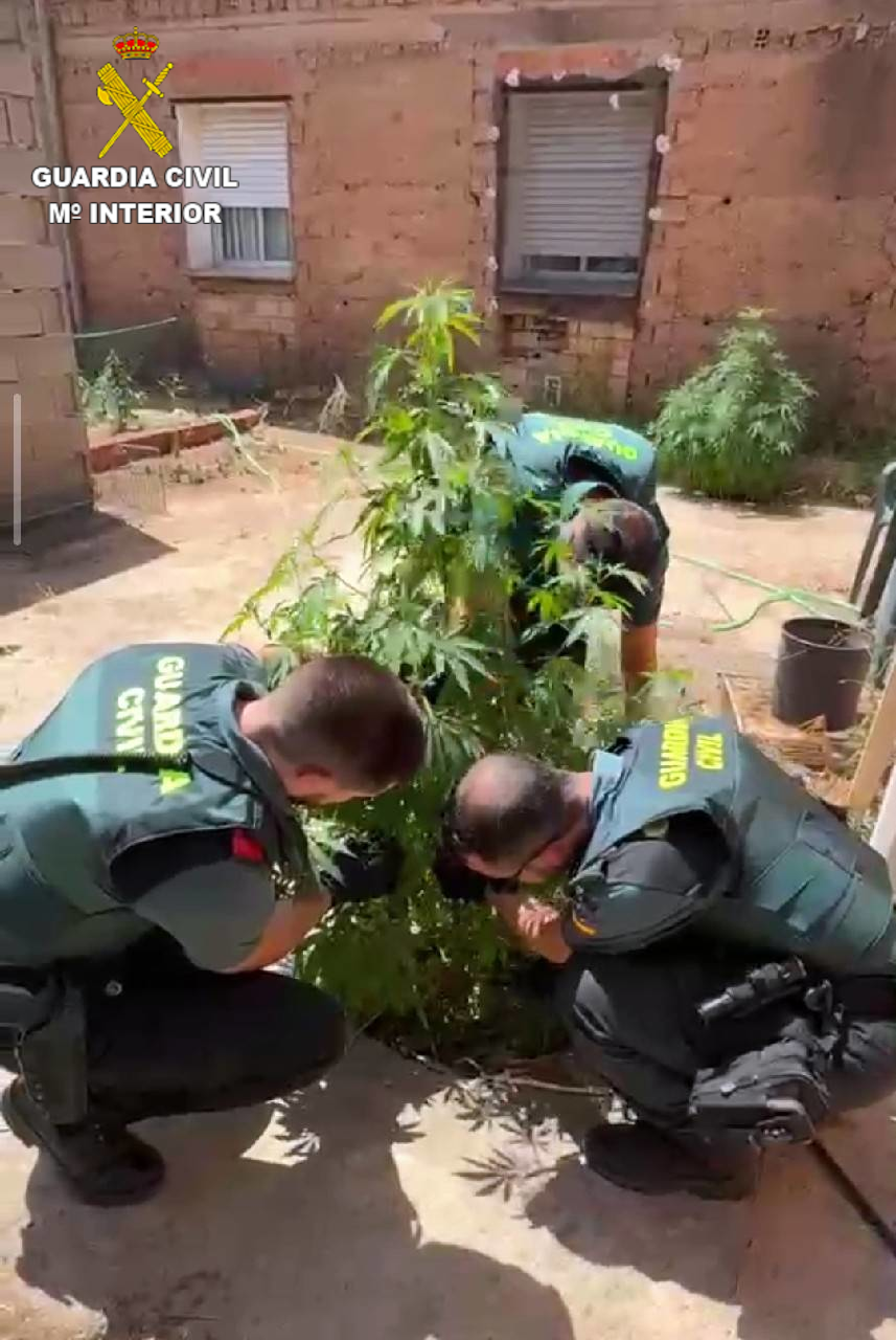 Investigadas dos personas tras localizar 55 plantas de marihuana en el patio de un bar de Casasimarro Investigadas dos personas tras localizar 55 plantas de marihuana en el patio de un bar de Casasimarro