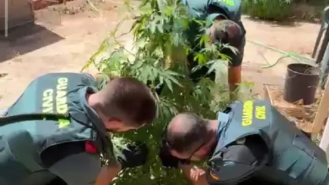 Investigadas dos personas tras localizar 55 plantas de marihuana en el patio de un bar de Casasimarro Investigadas dos personas tras localizar 55 plantas de marihuana en el patio de un bar de Casasimarro