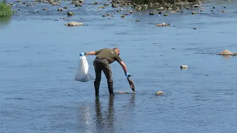 Aparece un centenar de aves muertas en la ría de San Martín de Suances por causas aún sin determinar Aparece un centenar de aves muertas en la ría de San Martín de Suances por causas aún sin determinar