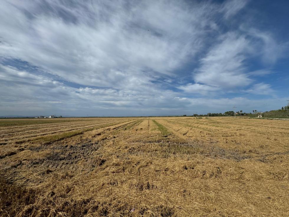 La Generalitat autoriza quemar la paja del arroz desde septiembre hasta fin de año con estrictas medidas de seguridad La Generalitat autoriza quemar la paja del arroz desde septiembre hasta fin de año con estrictas medidas de seguridad