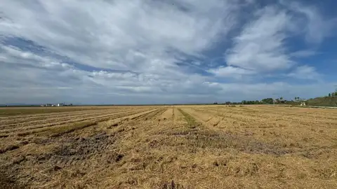 La Generalitat autoriza quemar rastrojos en arrozales desde septiembre hasta fin de año con estrictas medidas de seguridad La Generalitat autoriza quemar rastrojos en arrozales desde septiembre hasta fin de año con estrictas medidas de seguridad