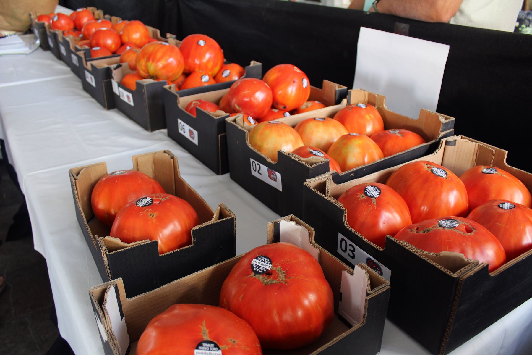 El Tomate Huevo Toro celebra su gran fiesta del verano: Pepe Cobos paga 20.000 euros por la caja ganadora El Tomate Huevo Toro celebra su gran fiesta del verano: Pepe Cobos paga 20.000 euros por la caja ganadora