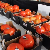 El Tomate Huevo Toro celebra su gran fiesta del verano: Pepe Cobos paga 20.000 euros por la caja ganadora El Tomate Huevo Toro celebra su gran fiesta del verano: Pepe Cobos paga 20.000 euros por la caja ganadora