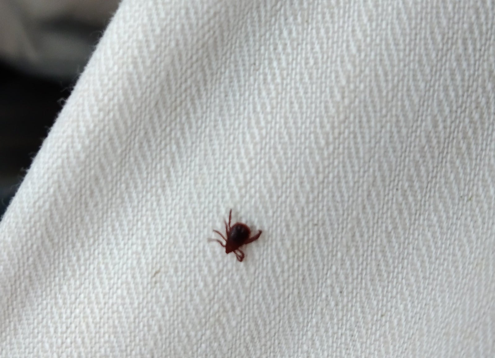 AVA-ASAJA alerta de que la plaga de garrapatas ya impide trabajar en algunos campos y provoca hospitalizaciones AVA-ASAJA alerta de que la plaga de garrapatas ya impide trabajar en algunos campos y provoca hospitalizaciones
