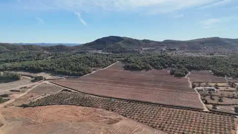 Las zonas quemadas comienzan su recuperación antes de las primeras lluvias Las zonas quemadas comienzan su recuperación antes de las primeras lluvias