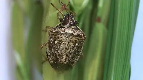 Comienza el tratamiento fitosanitario con aviones y drones para el control de la pudenta del arroz en Extremadura Comienza el tratamiento fitosanitario con aviones y drones para el control de la pudenta del arroz en Extremadura