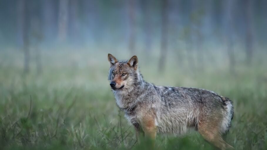 Lobos en Asturias