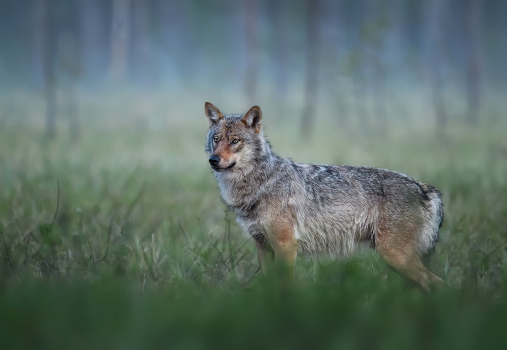La hora rándom: Paseando con lobos La hora rándom: Paseando con lobos