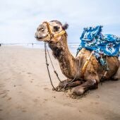 Camello en la playa de Agadir