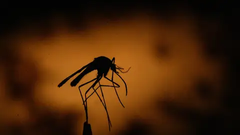 Imagen de archivo de un mosquito. Imagen de archivo de un mosquito.