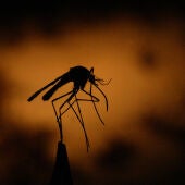 Imagen de archivo de un mosquito.