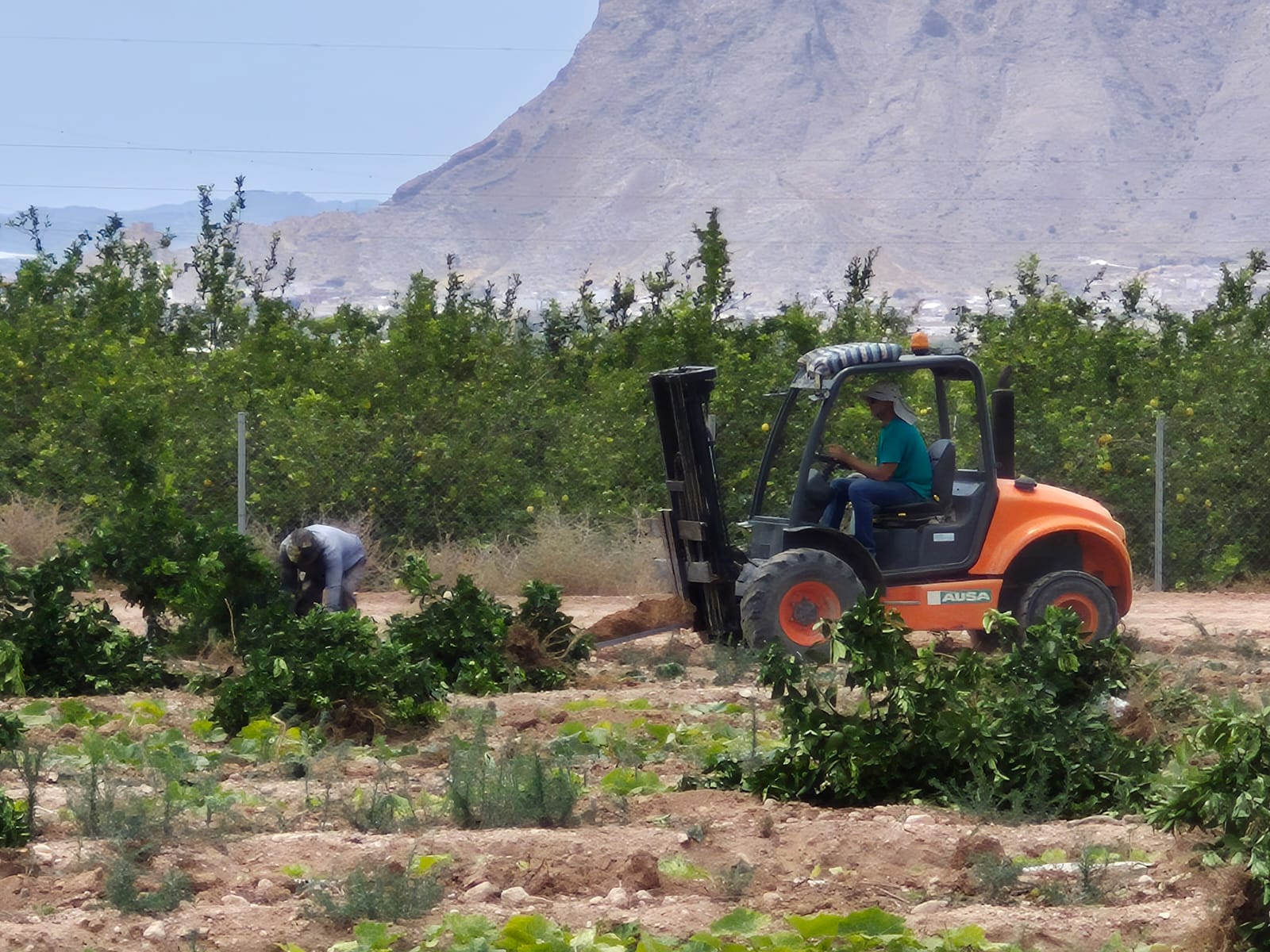 Los citricultores piden un criterio único en los planes de contención de la Clorosis Nervial Amarilla Los citricultores piden un criterio único en los planes de contención de la Clorosis Nervial Amarilla