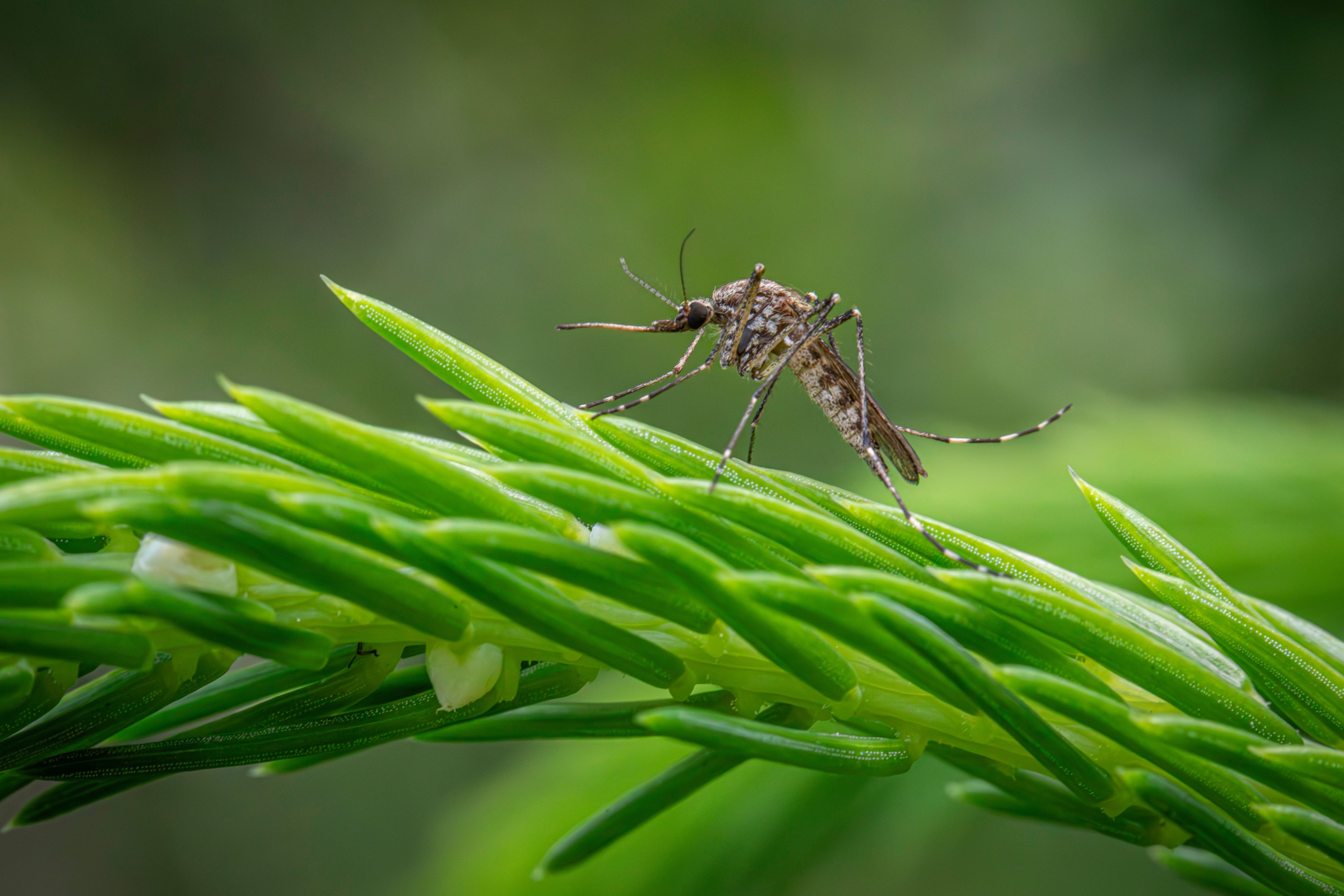 Por qué los mosquitos prefieren picar a unas especies y no a otras: la respuesta está en su evolución Por qué los mosquitos prefieren picar a unas especies y no a otras: la respuesta está en su evolución