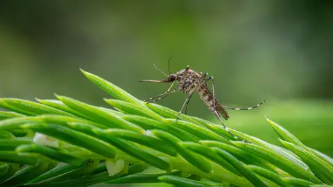 Por qué los mosquitos prefieren picar a unas especies y no a otras: la respuesta está en su evolución Por qué los mosquitos prefieren picar a unas especies y no a otras: la respuesta está en su evolución
