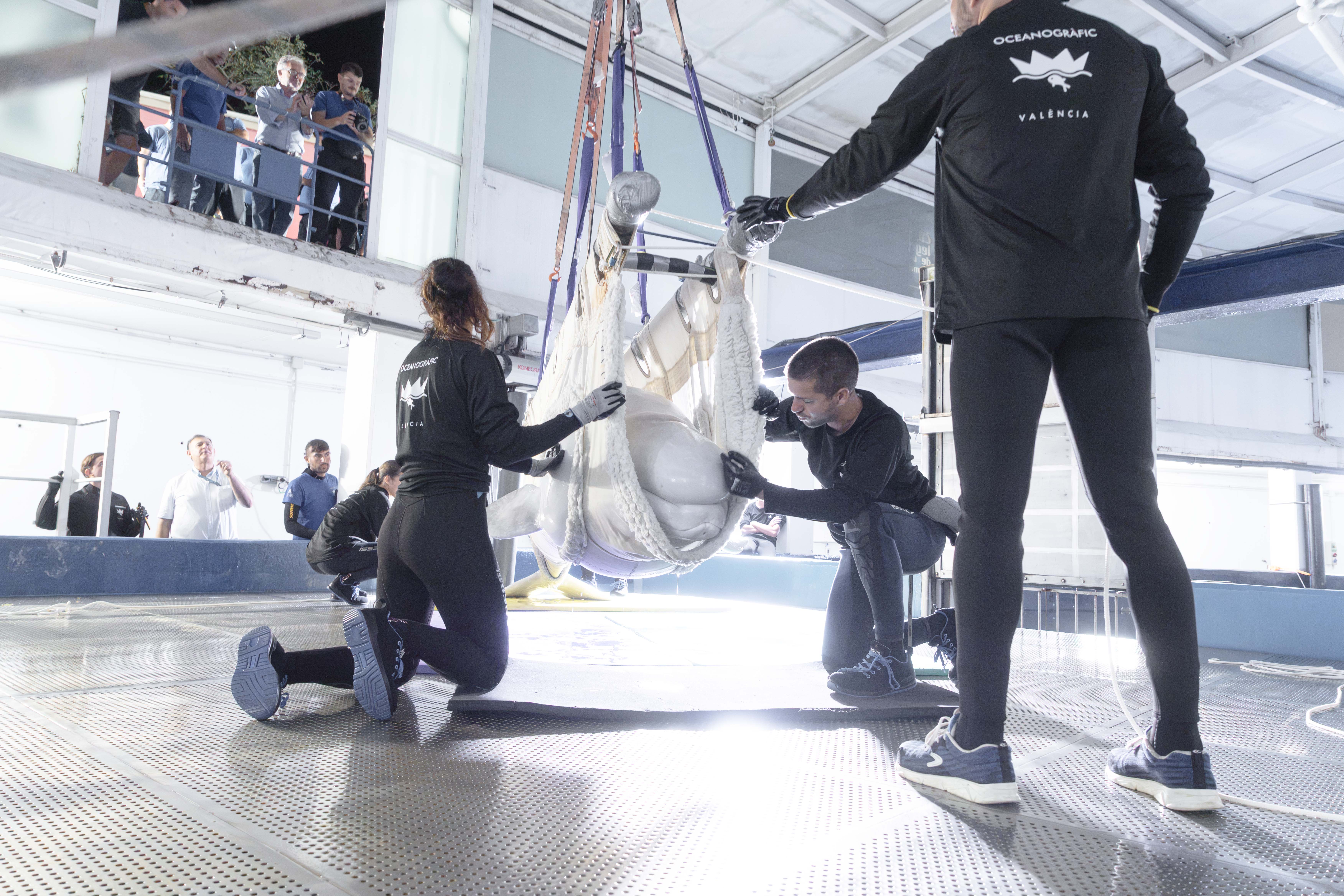 Trasladan a l’Oceanogràfic dos belugas y cuatro delfines rescatados de un acuario canadiense en quiebra Trasladan a l’Oceanogràfic dos belugas y cuatro delfines rescatados de un acuario canadiense en quiebra