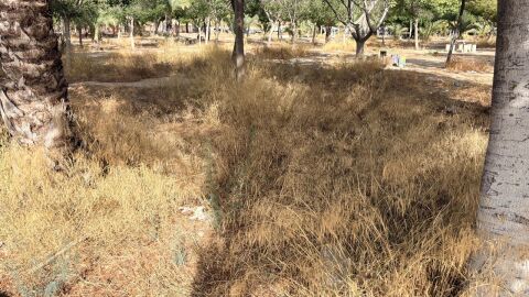 Maleza en un parque de Elche.