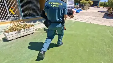 Hallan perros deshidratados y en extrema delgadez en una escuela canina de Navalcarnero Hallan perros deshidratados y en extrema delgadez en una escuela canina de Navalcarnero