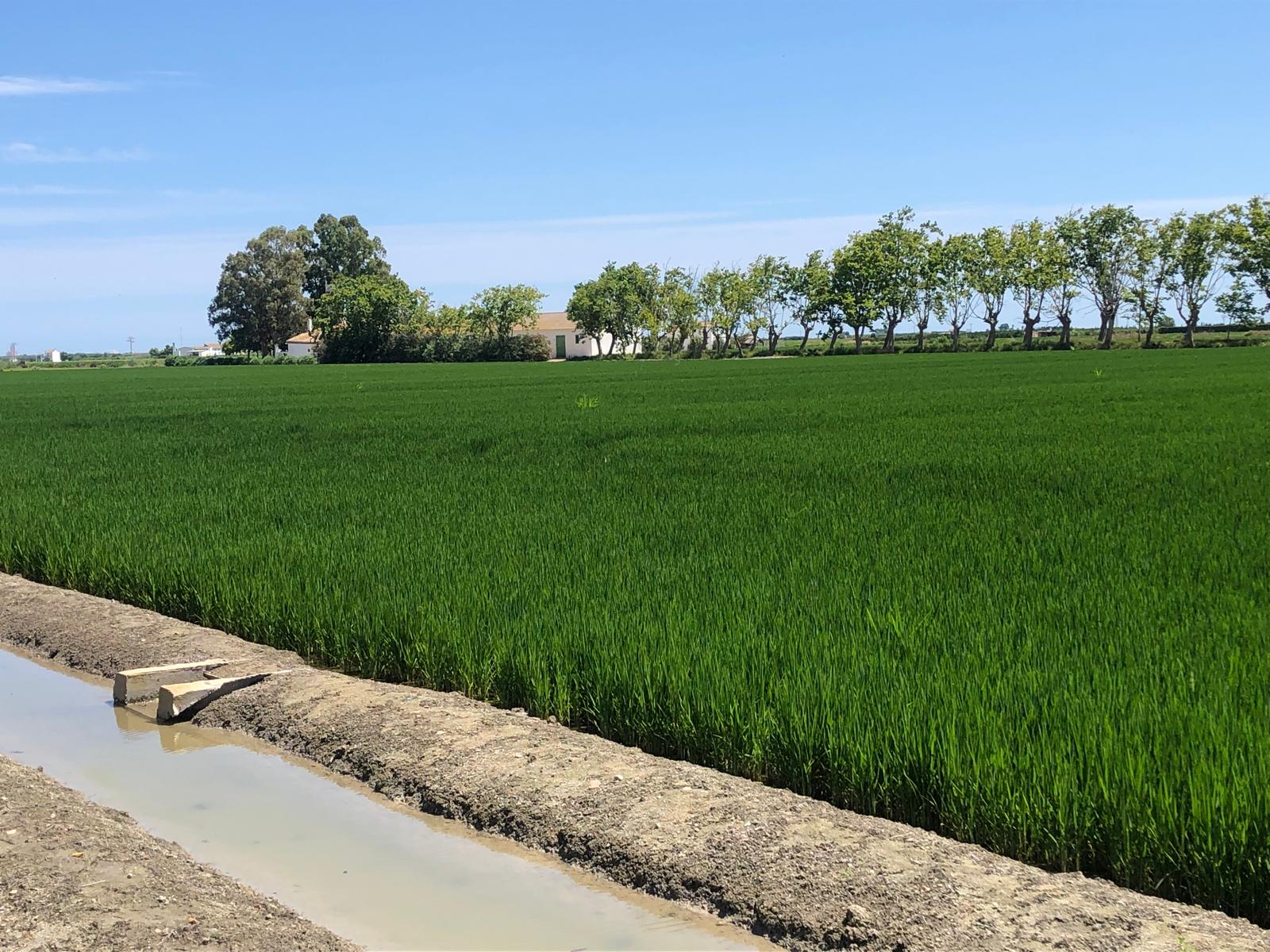 Los arroceros de AVA-ASAJA alertan de una campaña crítica que amenaza el futuro del arroz y de l'Albufera Los arroceros de AVA-ASAJA alertan de una campaña crítica que amenaza el futuro del arroz y de l'Albufera